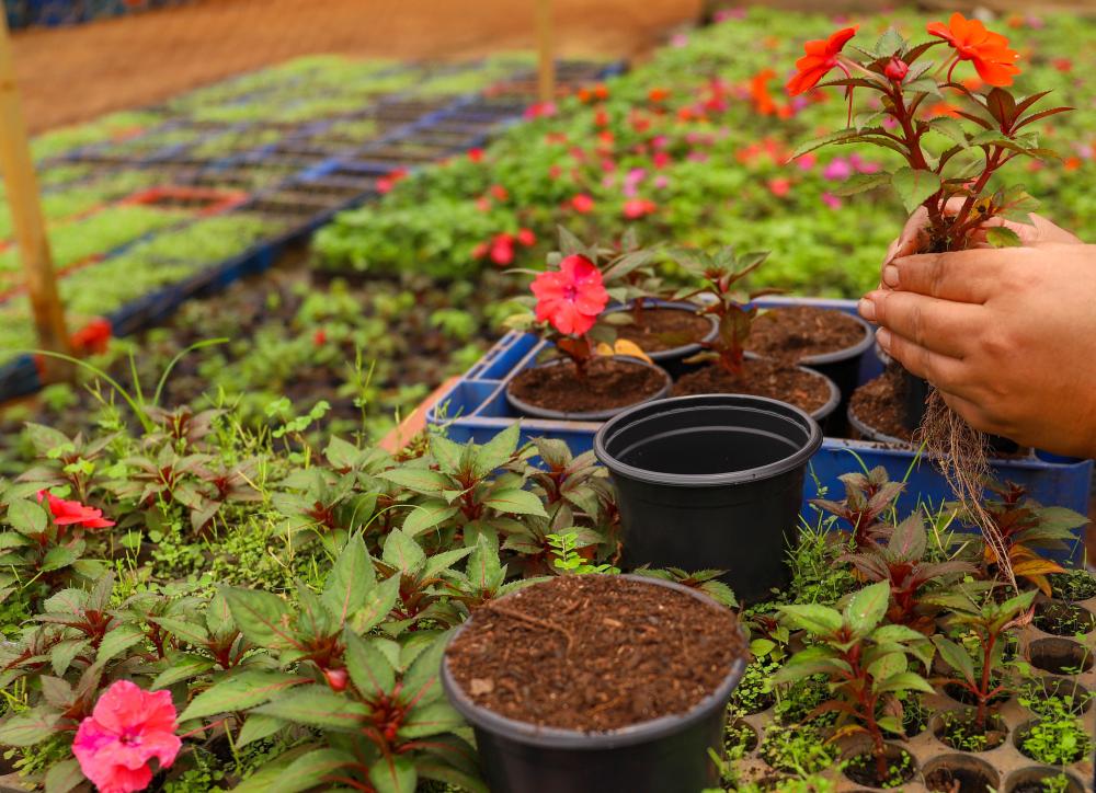 Novacap oferece curso gratuito de qualificação profissional em jardinagem